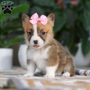 Faith, Pembroke Welsh Corgi Puppy